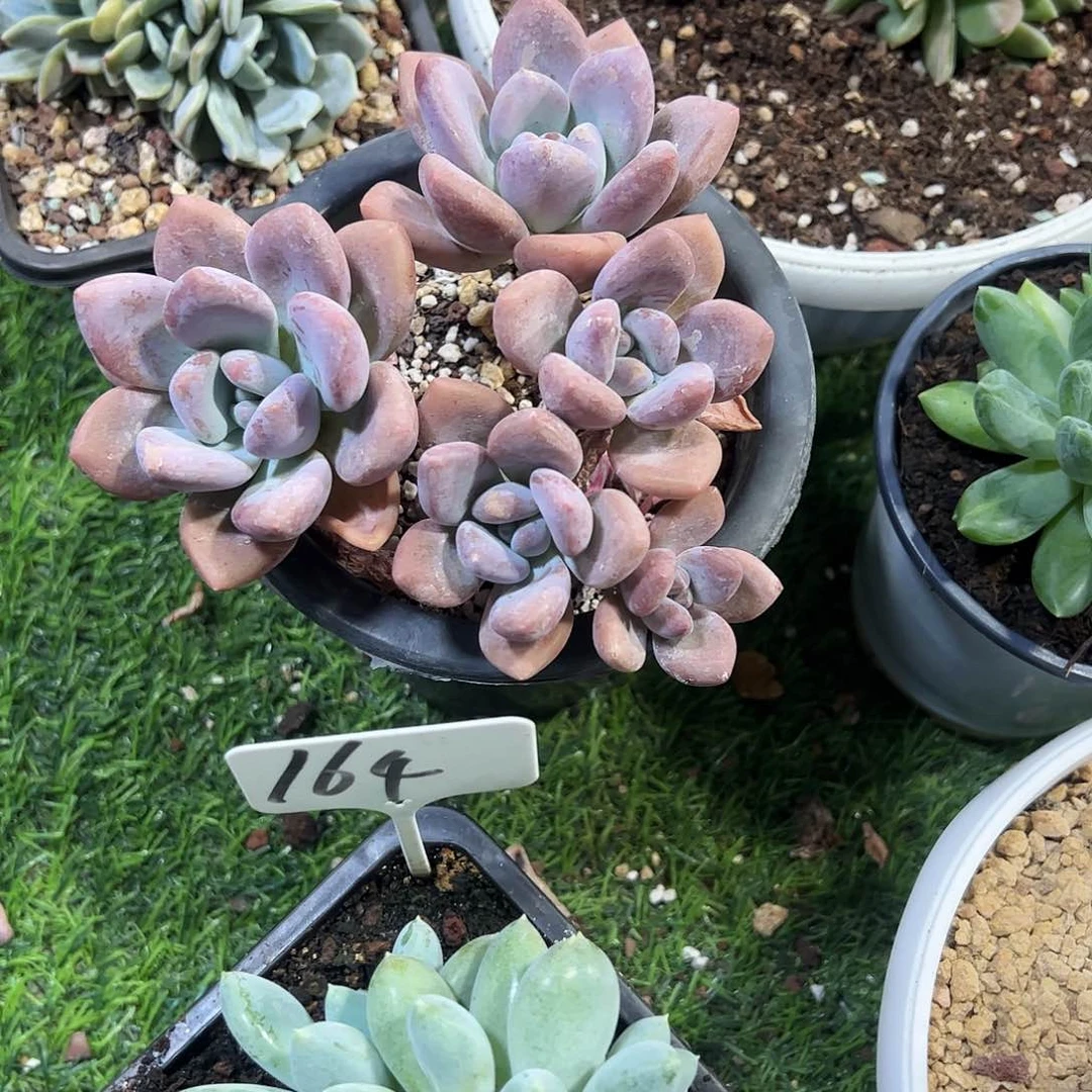 奥普群生多肉植物