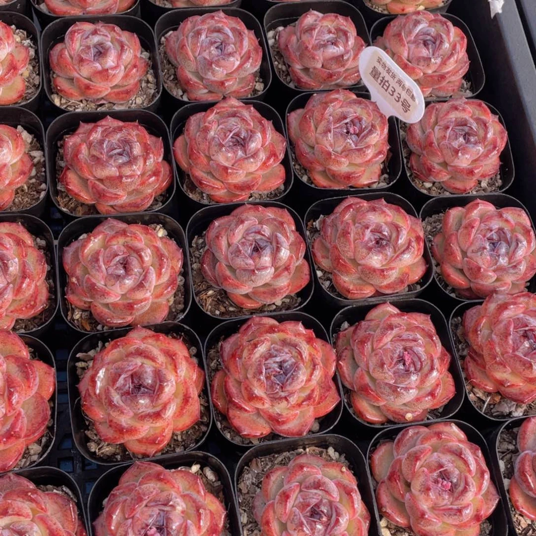 量拍33号全状态丸叶黑橙单头一个