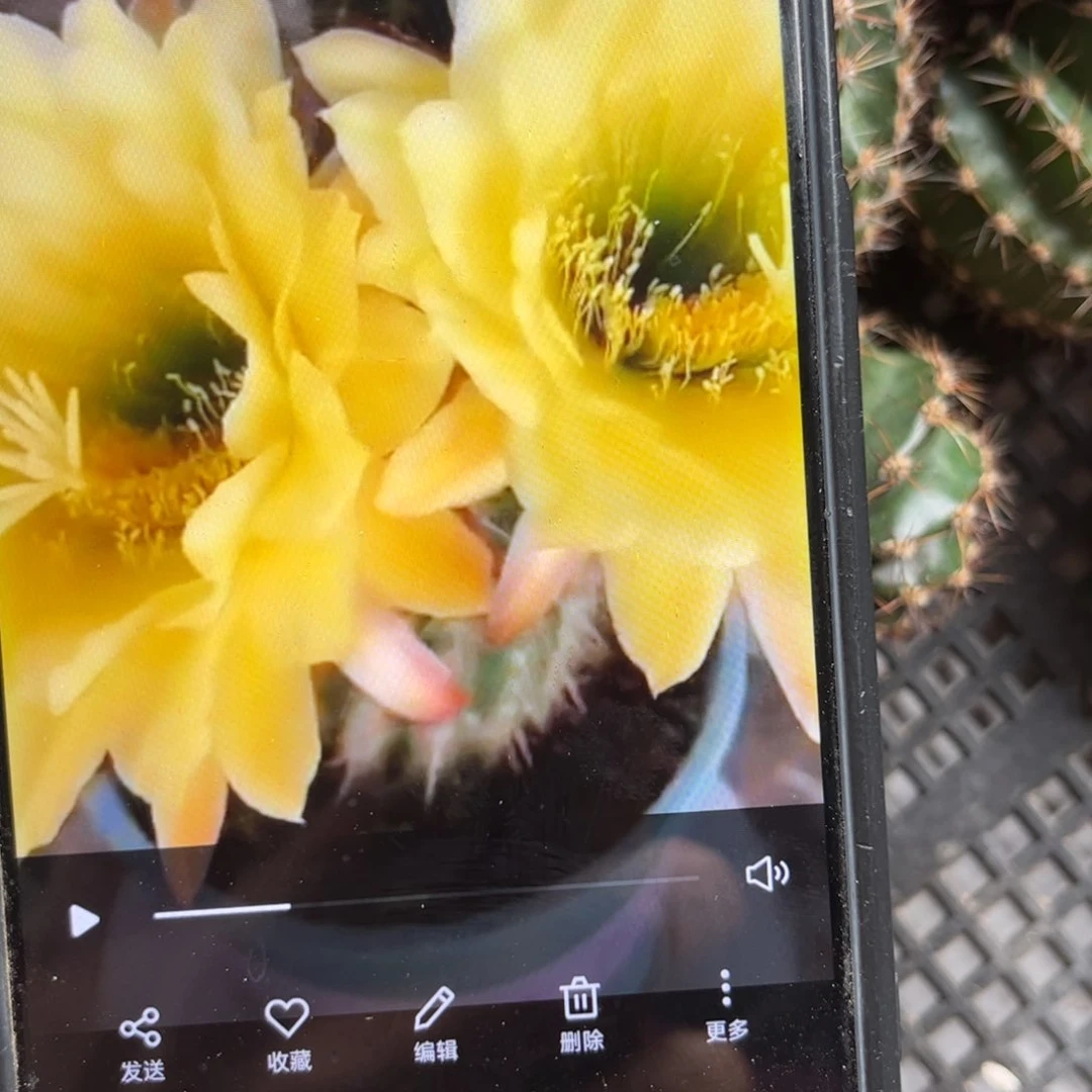 马克菠萝毛遐侧呀20包邮仙人球24