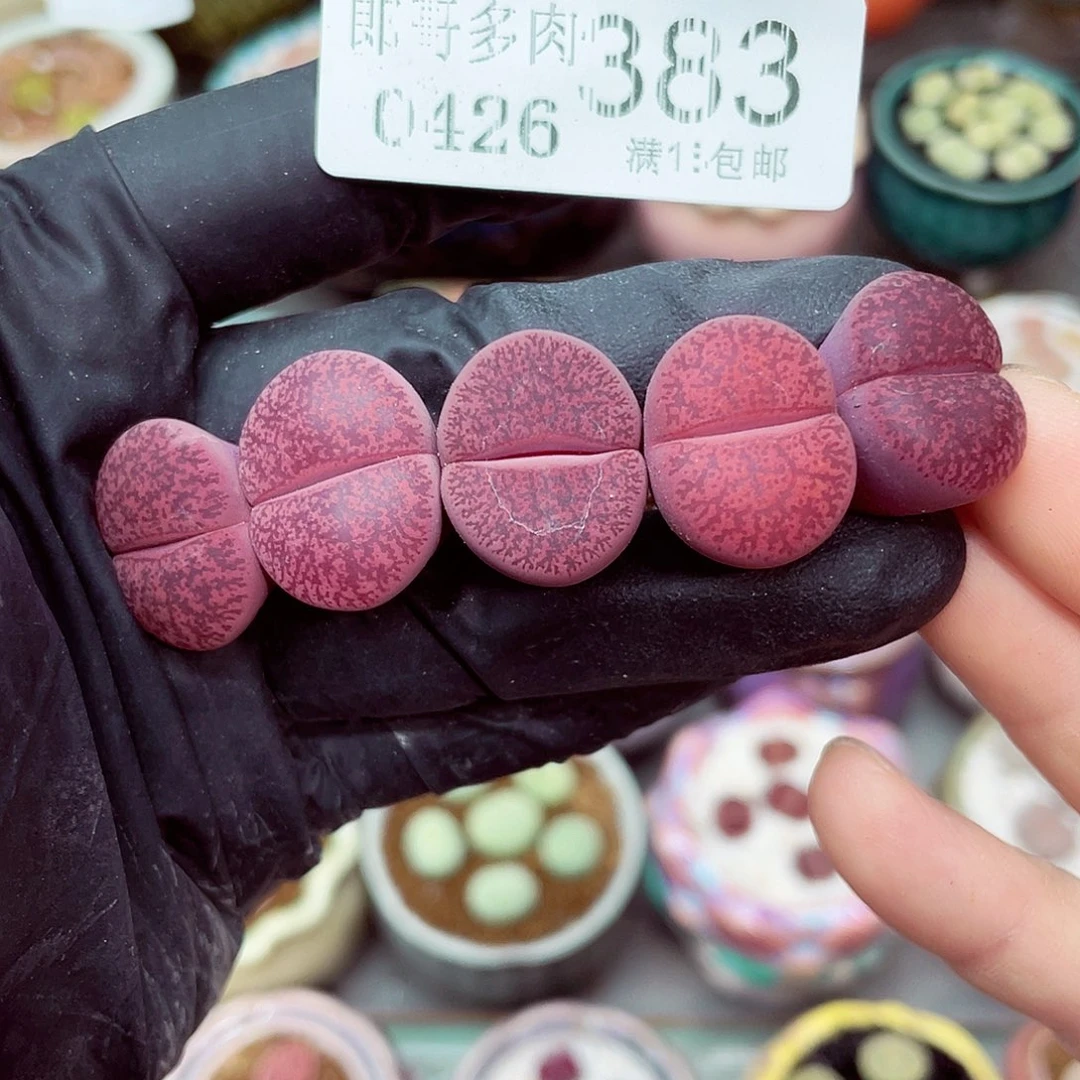 完全开放郎哥多肉18包邮0426-383