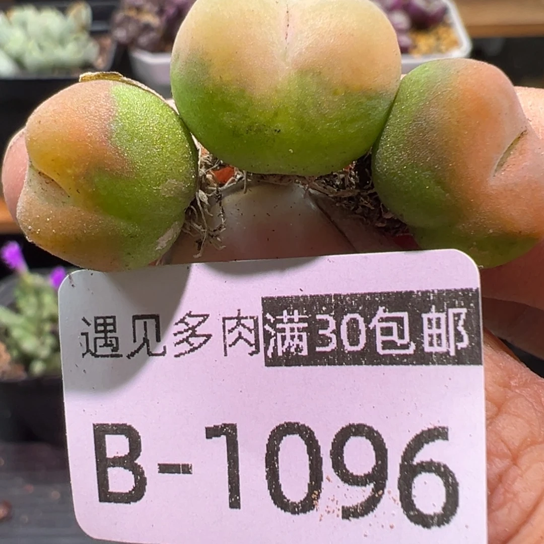 多肉植物1111111111111