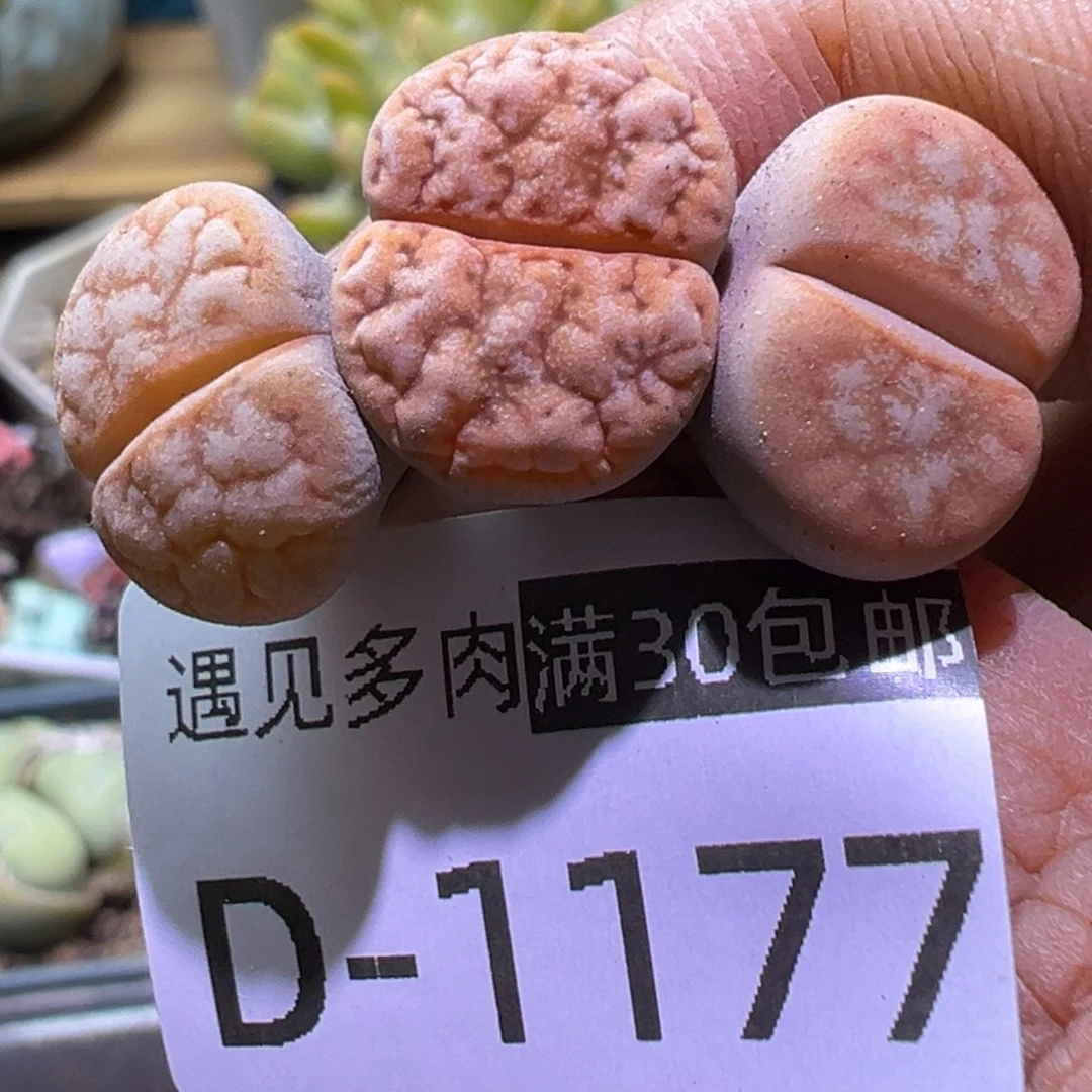 多肉植物11111111111111