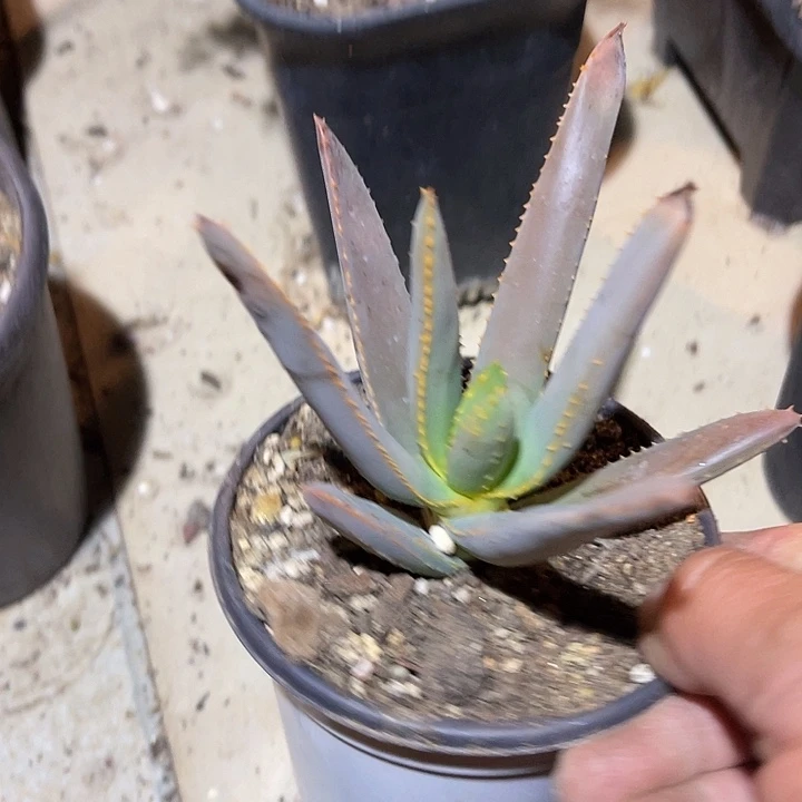 满38包邮2天凑单，脱土晾根发货多肉植物