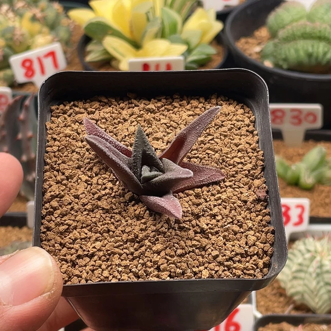 实生黑体丸叶索帝达