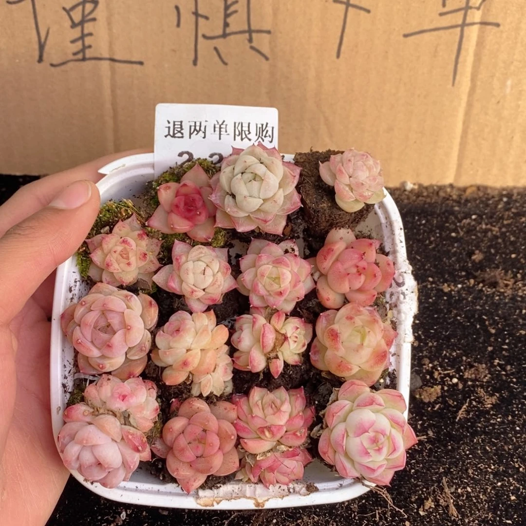 2-227 新疆西藏内蒙不发其他一单包邮两到三公分多肉