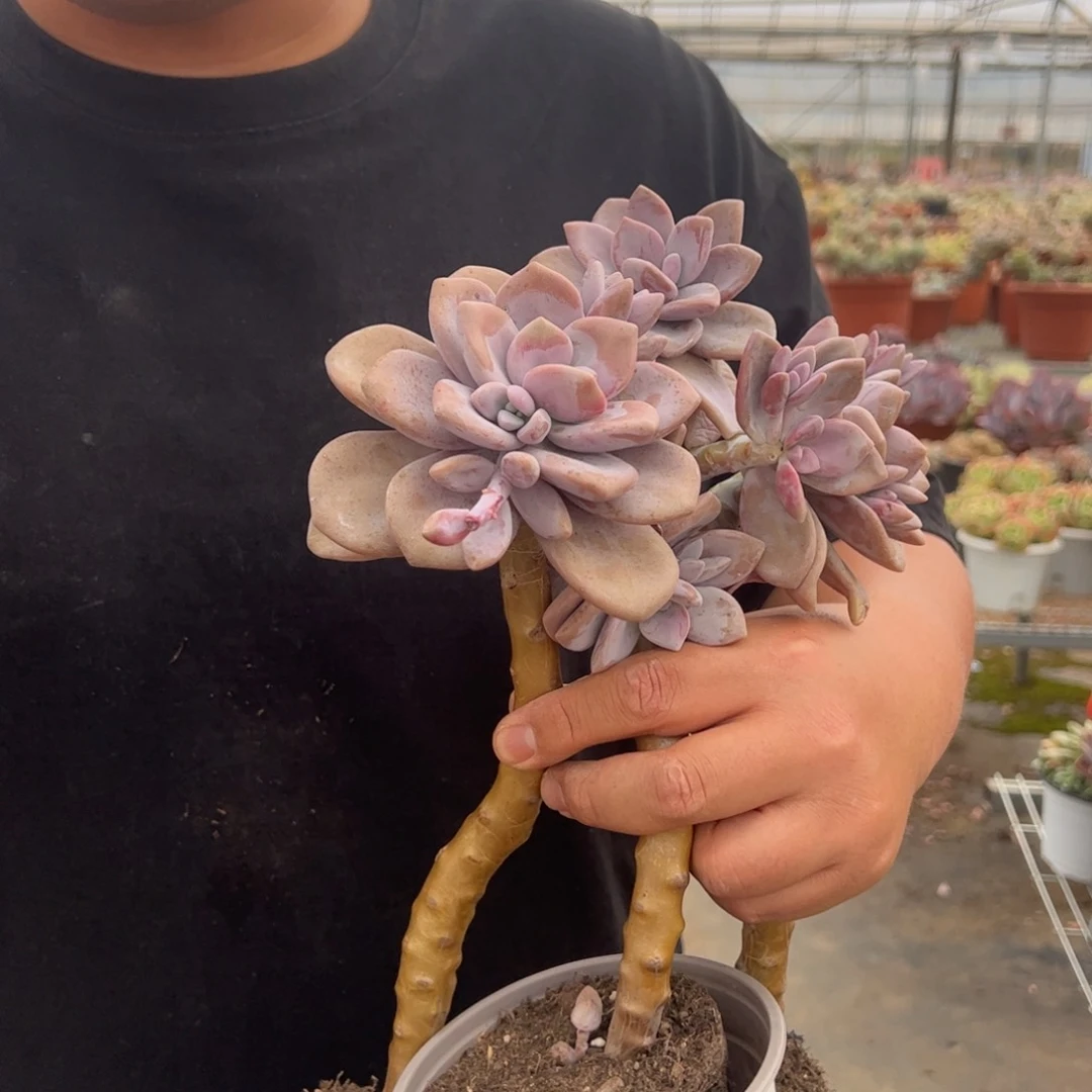 桃霜单头高桩老桩三盆