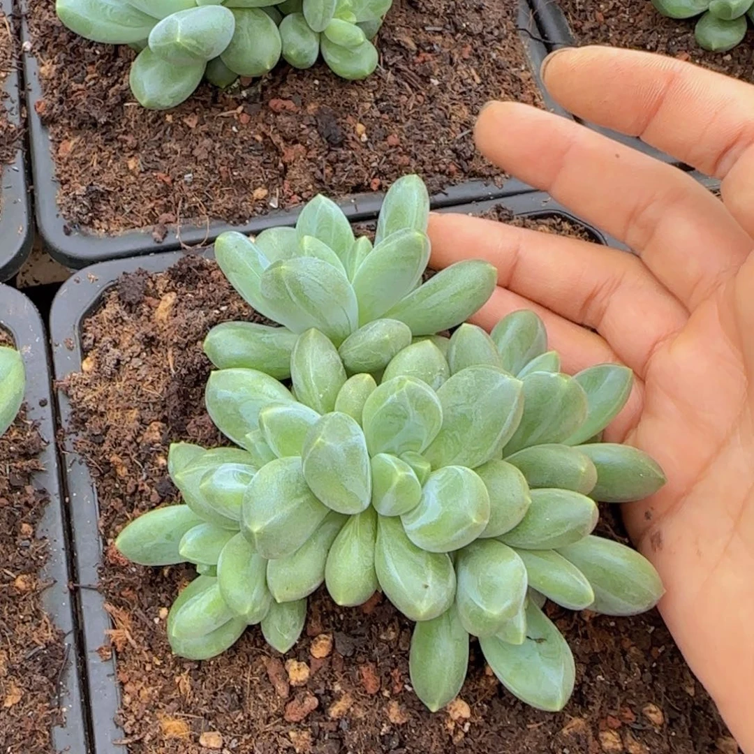 M***w多肉植物多肉植物
