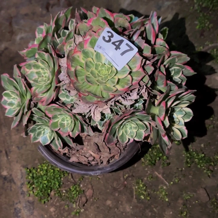 347粉海王多肉植物