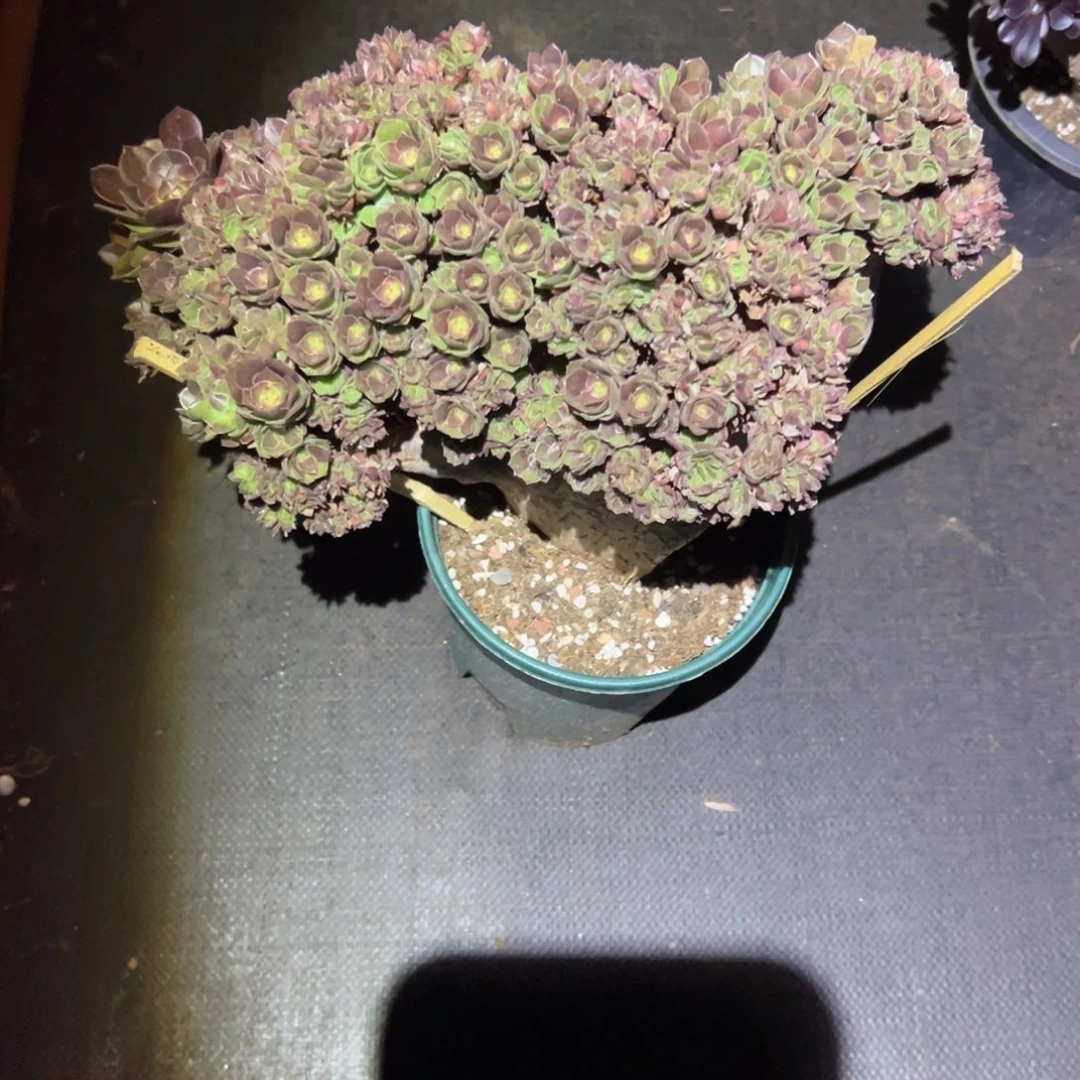 万圣节缀化老桩厚板哪