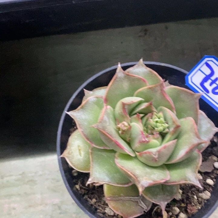 普****车一物一拍杂交多肉216