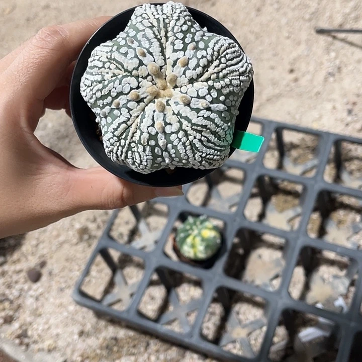 五复棱海星兜瑕疵特价