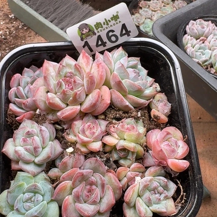 多肉植物多肉植物