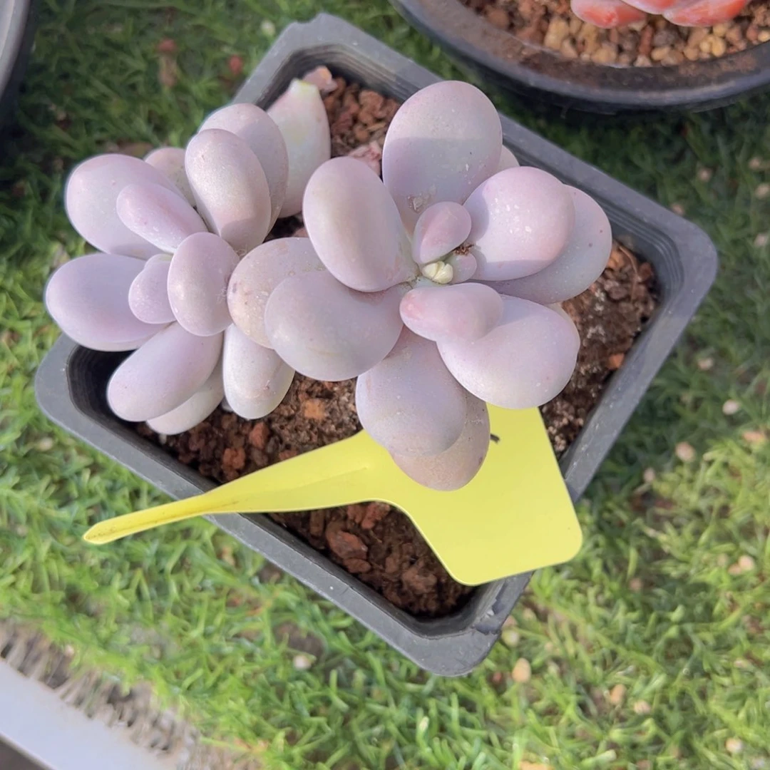 香玉等多种名贵的产品和服务于一体