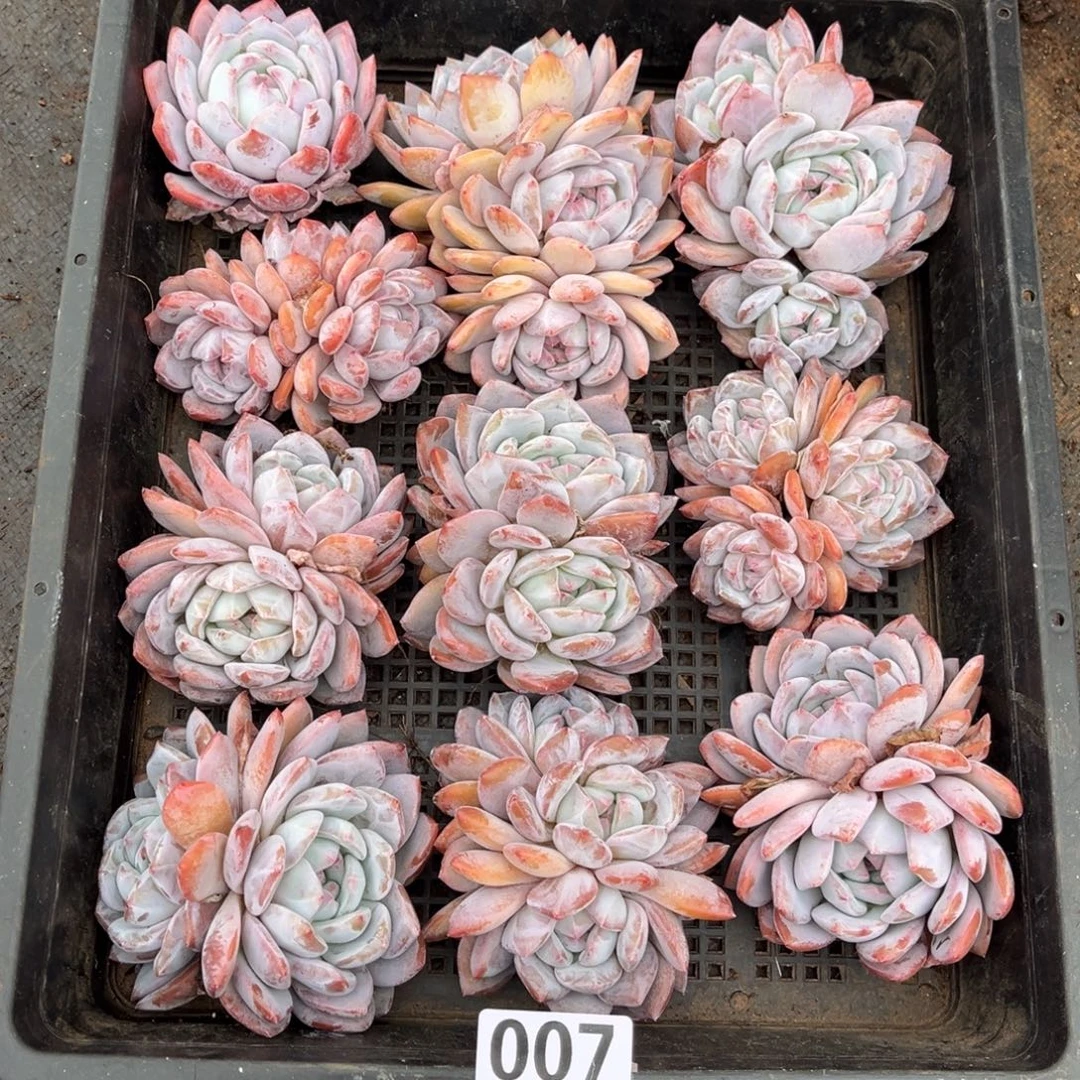 007号新疆西藏内蒙古不包邮