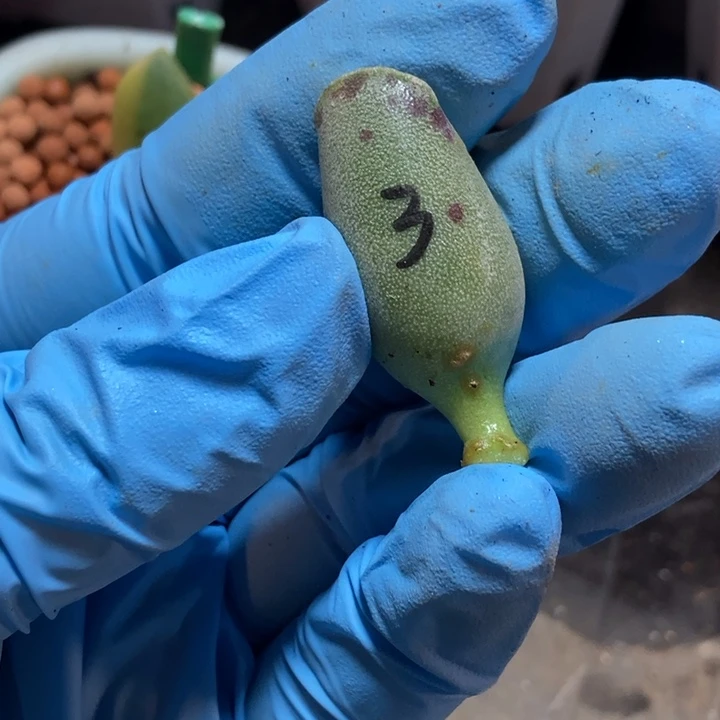 共*〩海豹有锦基因多肉植物