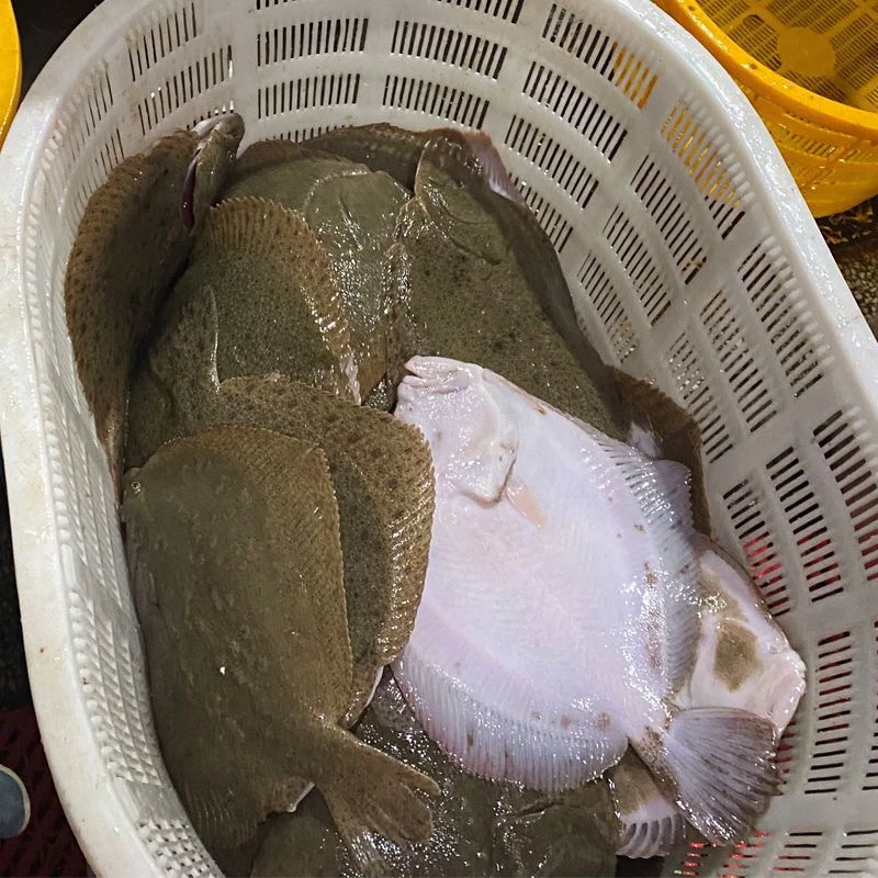 新鲜海捕多宝鱼每条一斤多无冰净重顺丰京东冷链