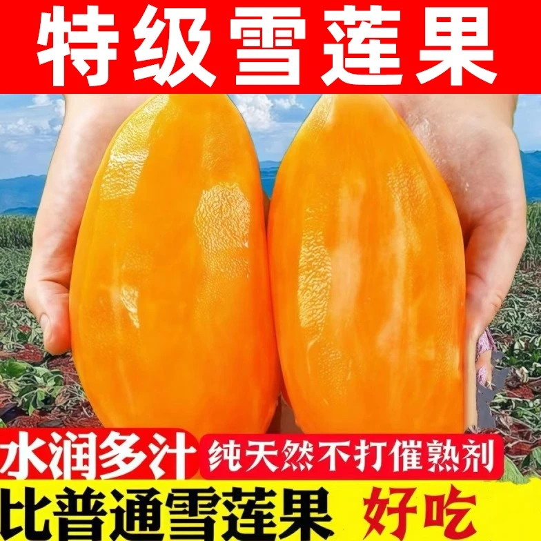 清爽脆甜】雪莲果产地直发正宗高山黄心大果云南天山应季新鲜水果