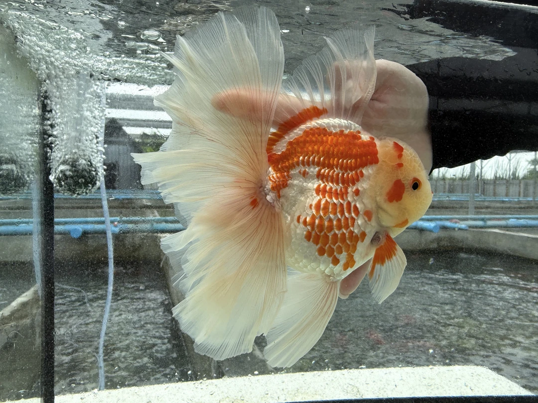 天曦金鱼直播专用链接一鱼一拍（直播间为准）