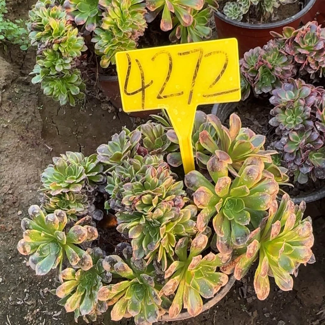 4272---欧佳丽缀化老桩