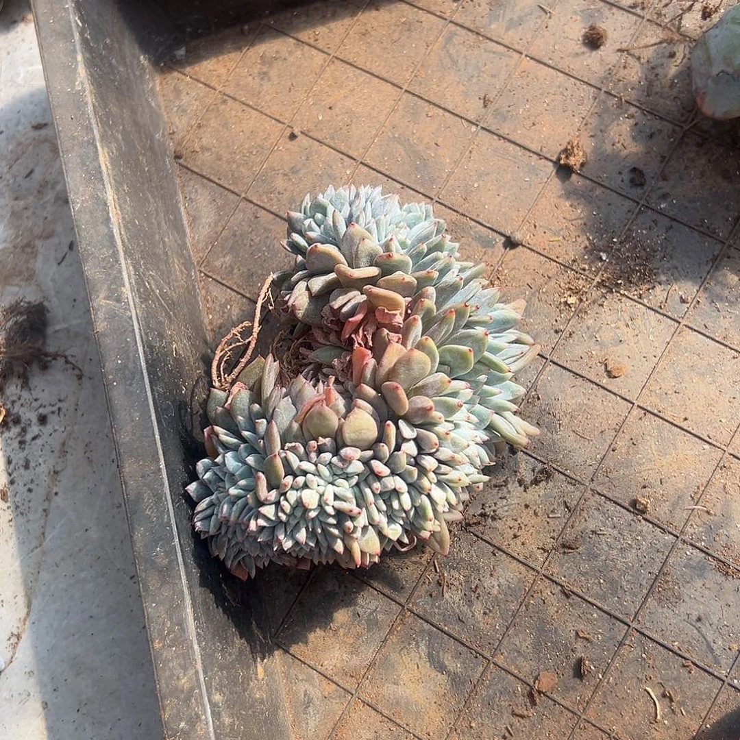 龙***园多肉植物实物直播实物