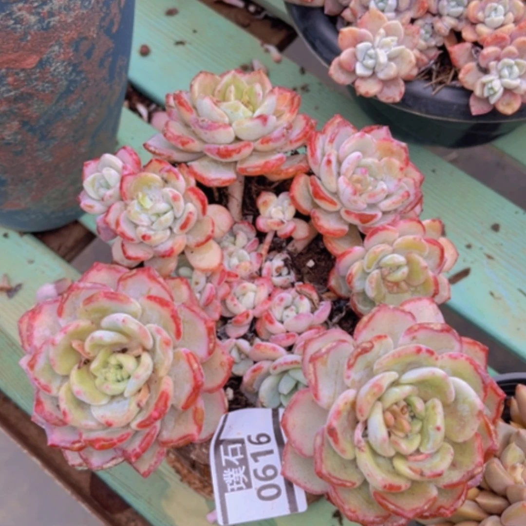 【闪购商品】千山雪0616