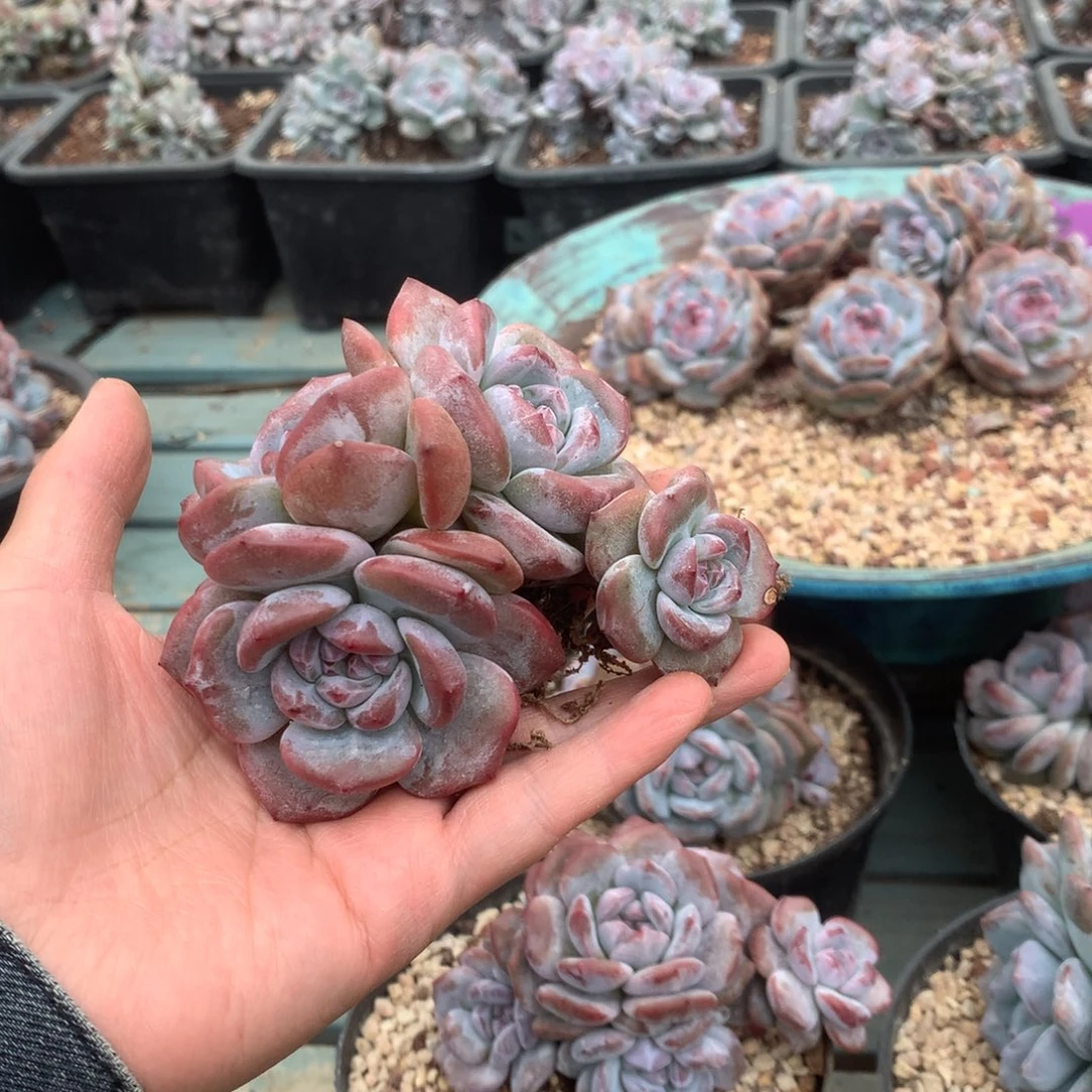 无花朵无砍哈哈哈哈哈哈哈哈哈1