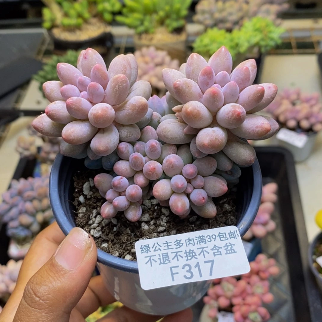 317香水手指奶多肉7c m