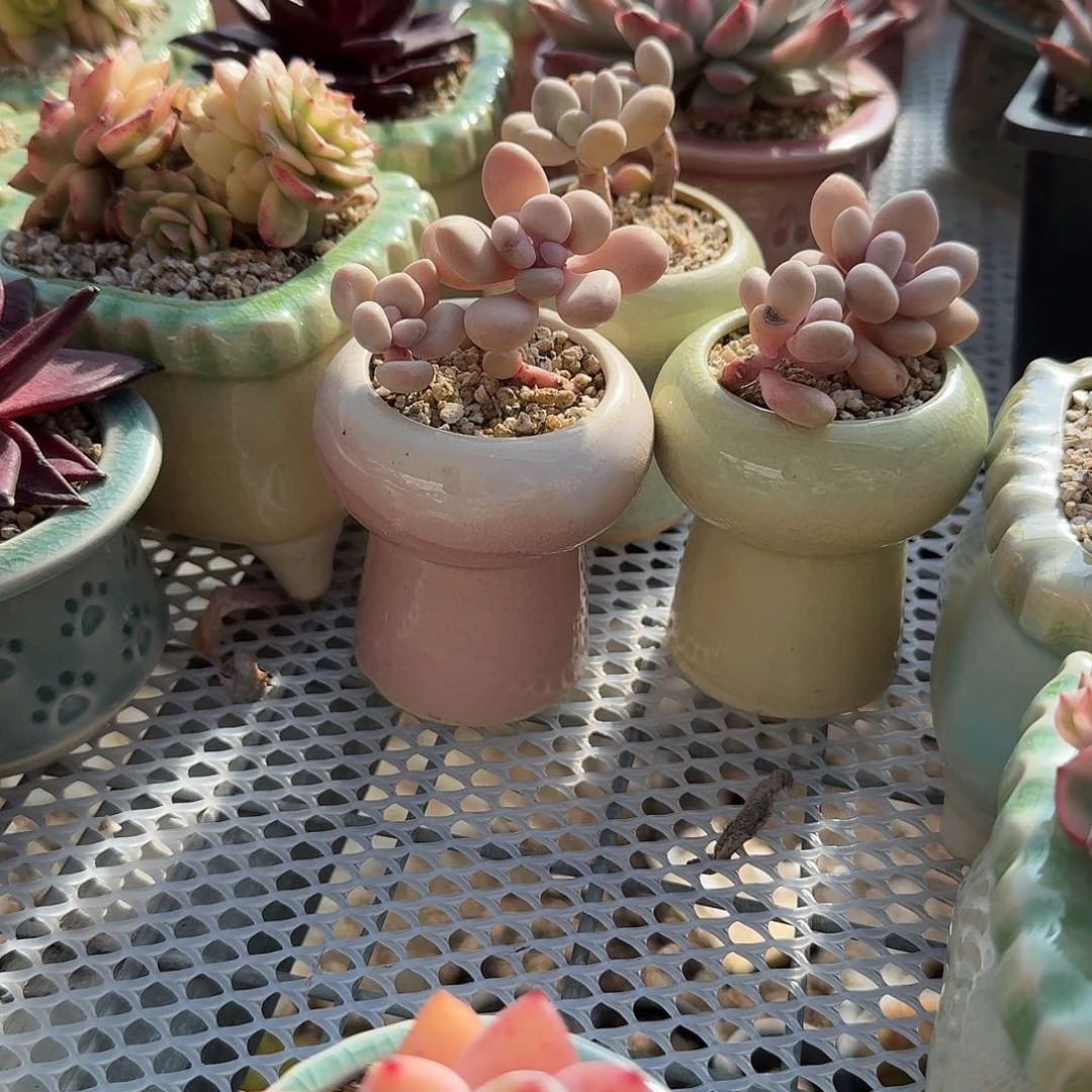 *****三个小火锅花盆多肉植物