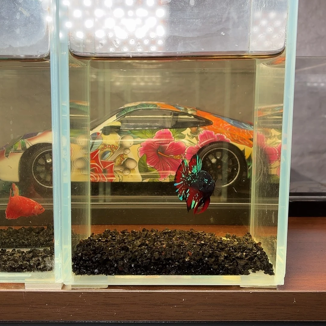 斗鱼暗黑将军公鱼