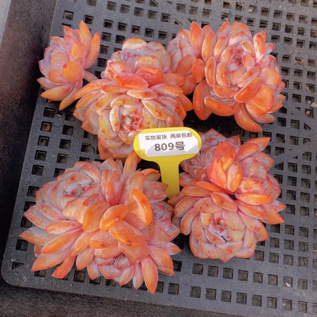 809号全状态石榴籽梦露大群生老桩一个