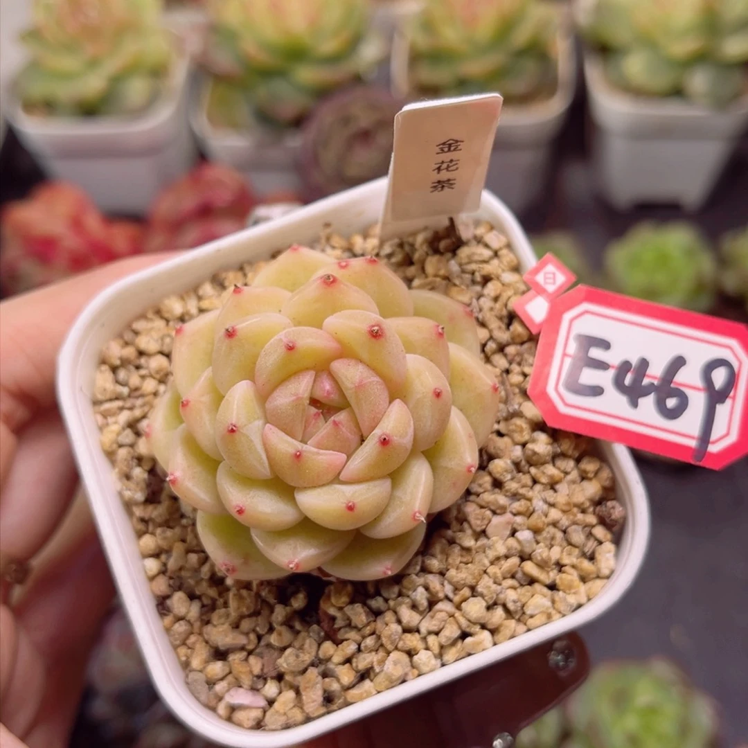 E469 金花茶一物一拍