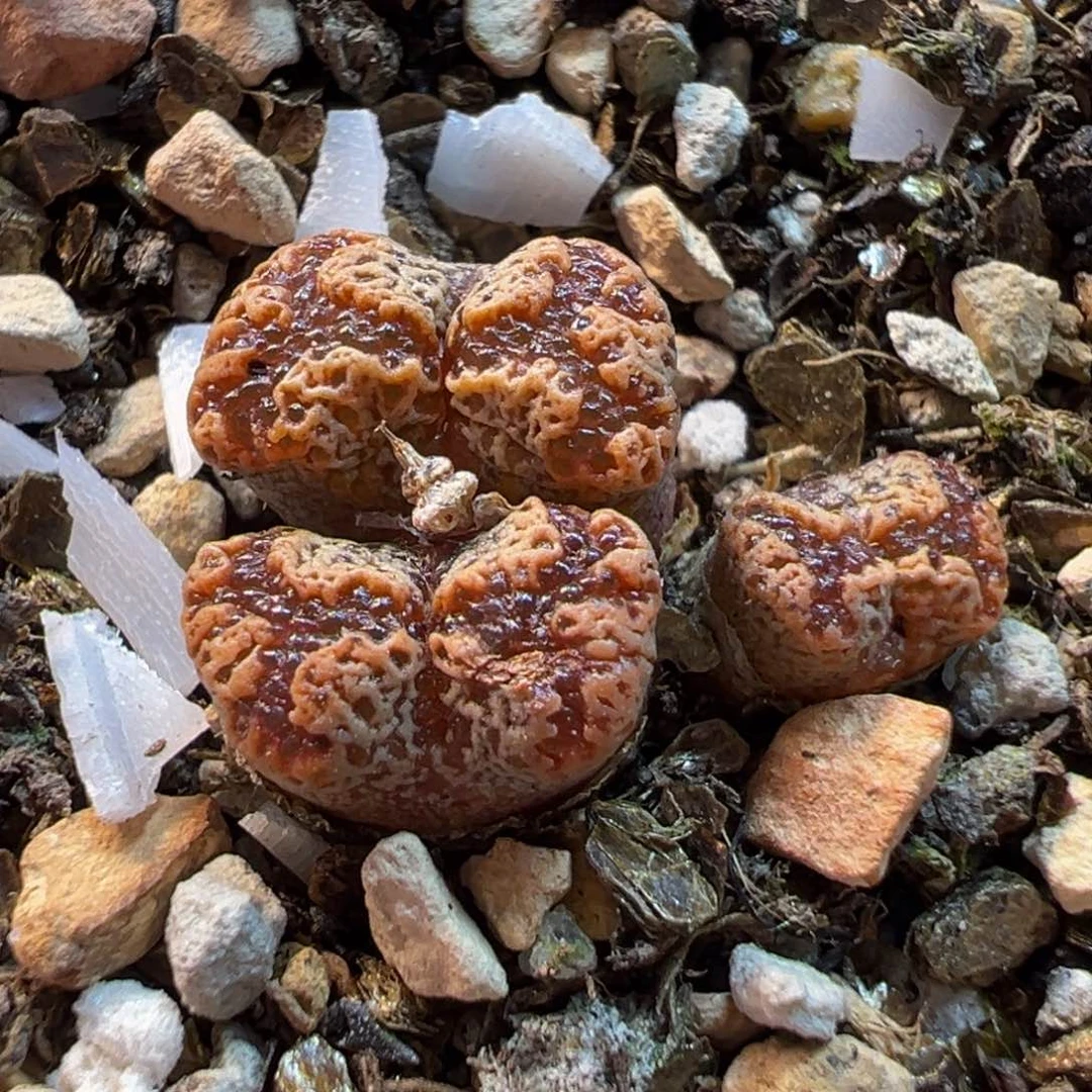 863多肉植物种类多样