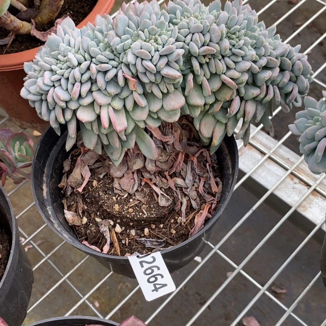 2664玛瑙缀化一物一拍