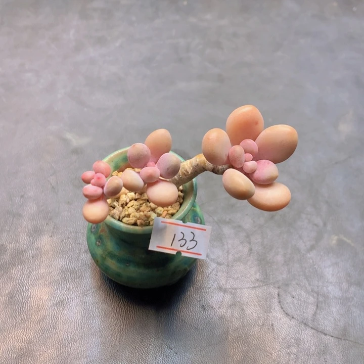 一物一拍满30包邮 133