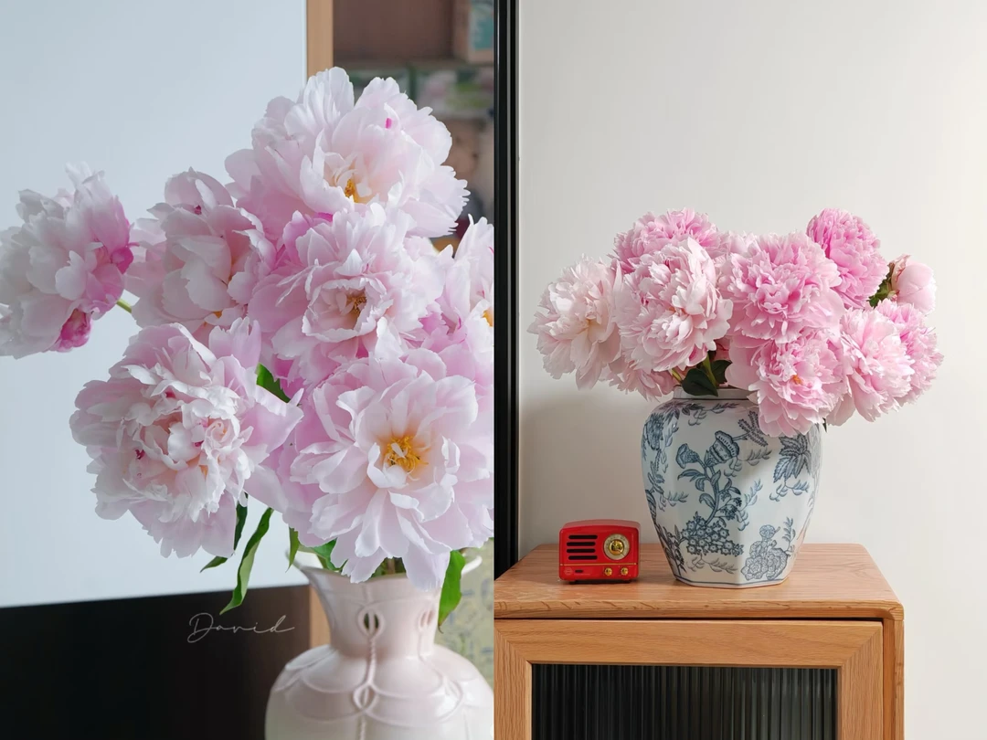 8支粉色基地直发花苞（赠3支红色，红色不属于包赔范围）