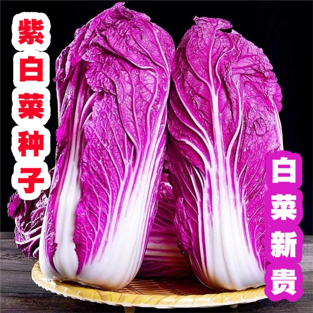 【紫白菜种子】家庭种植耐寒耐热阳台花盆小院种植耐寒种子