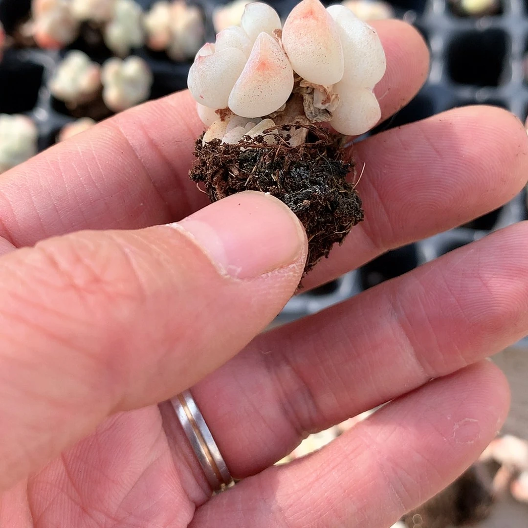 一**鱼鱼宝冰玉444444444