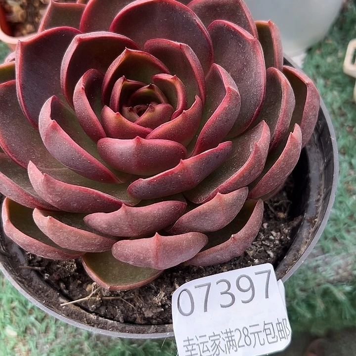 幸运的人会遇到你喜欢
