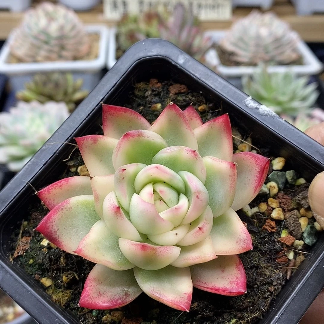 18223 卡利斯托覆轮锦 需延时发货