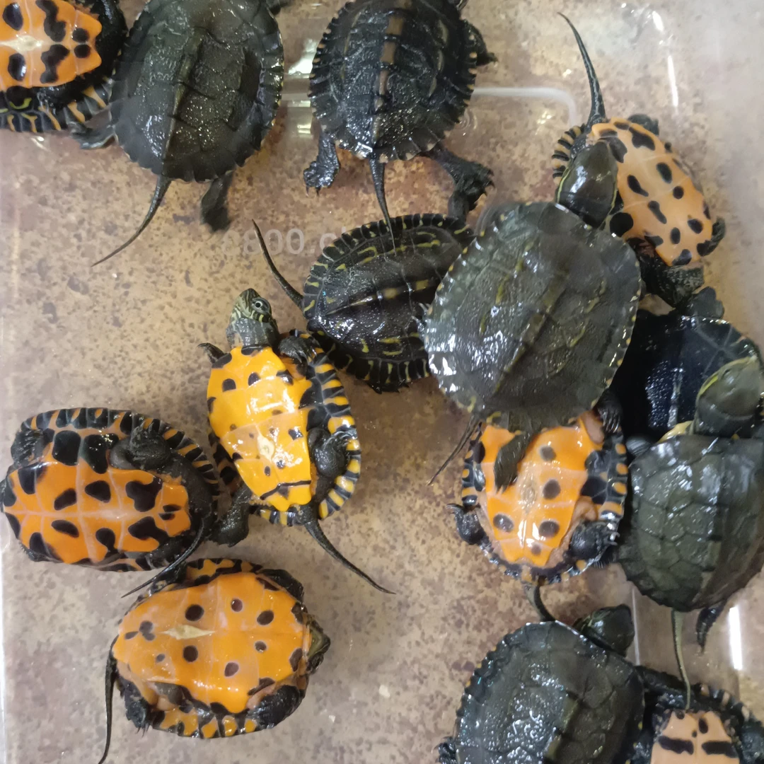 活体宠物乌龟包邮到家