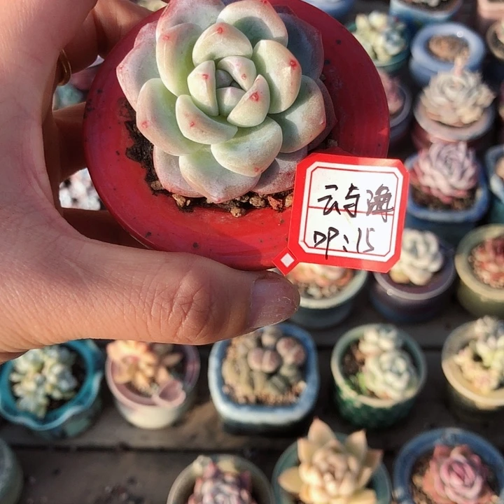 云与海         带盆