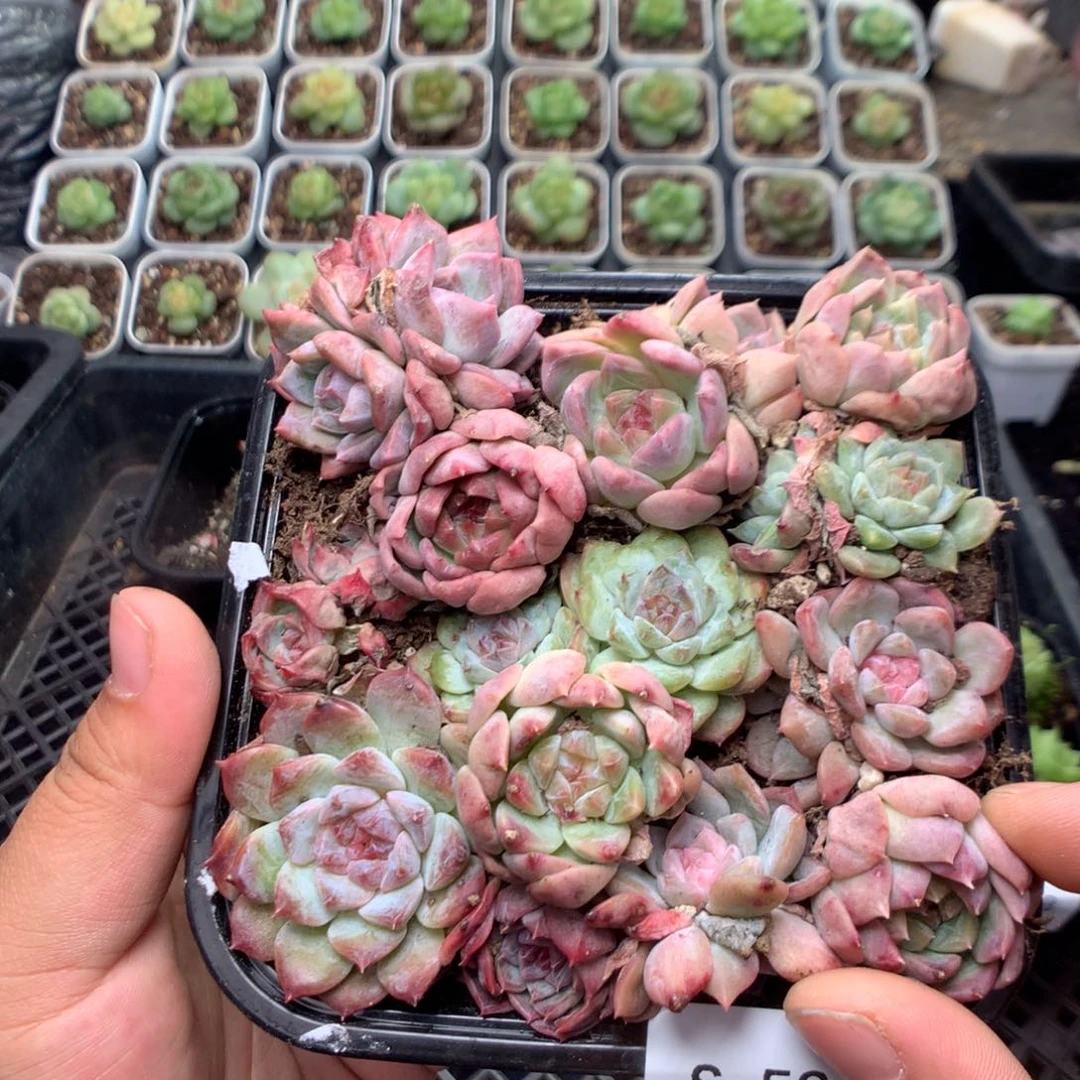 无花朵S59英语英语