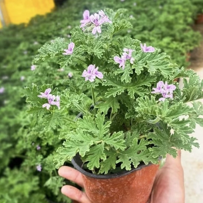 【驱蚊草】110口径（三单包邮拍三发四）多年生柠檬香草驱蚊虫植物