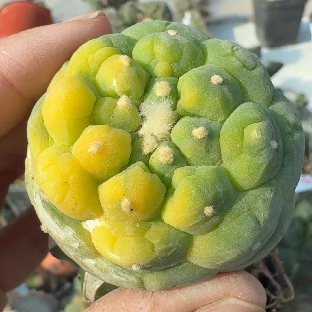 【闪购商品】古田基因鲜锦
