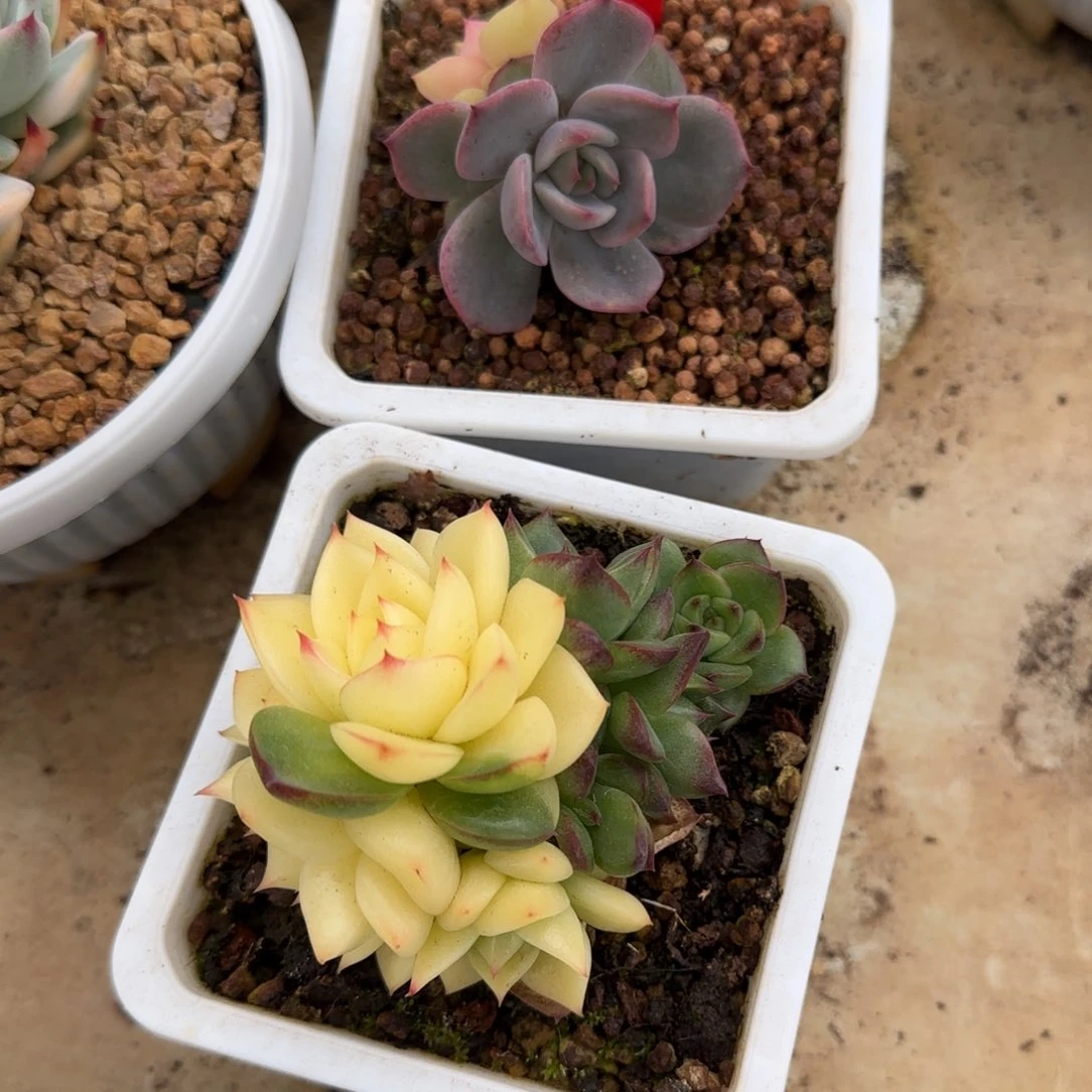 我***静1557两颗锦多肉植物锦