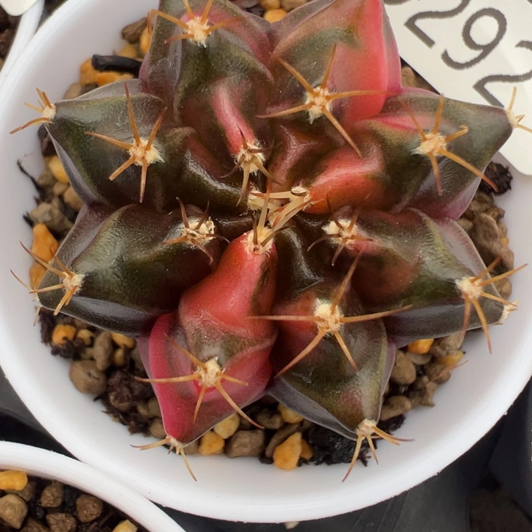 292 好看的米哈冲冲冲