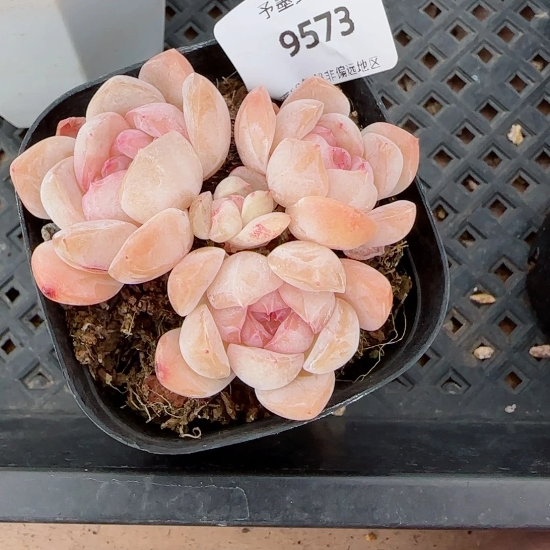 粉芭乐，9573多肉植物