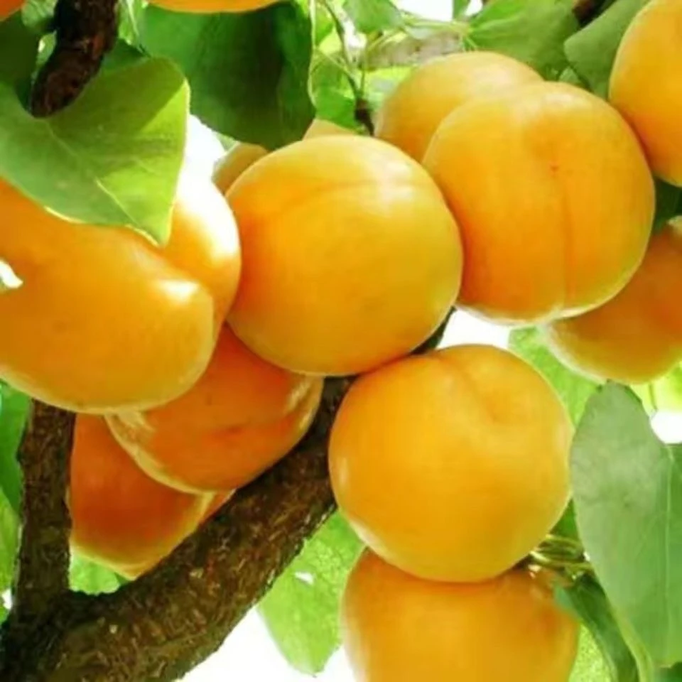 【汇峰农场】正宗新疆小白杏净重3斤装原箱发货 (±1两)顺丰包邮