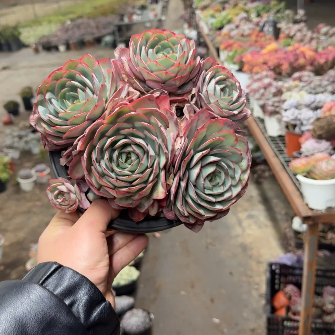 牡丹亭五头起大盆