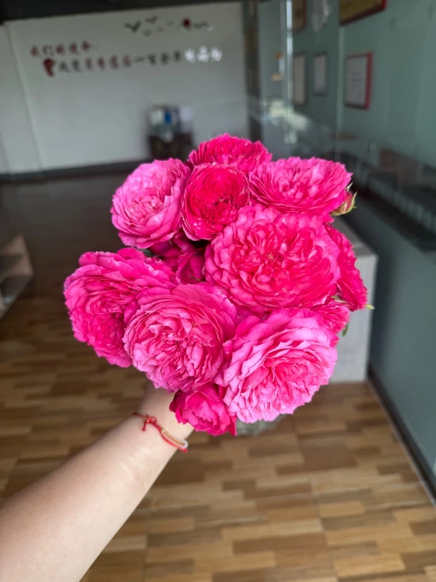 玫瑰大叔 暮染自育 灌木勤花丰花包子花型低维护庭院阳台花园种植